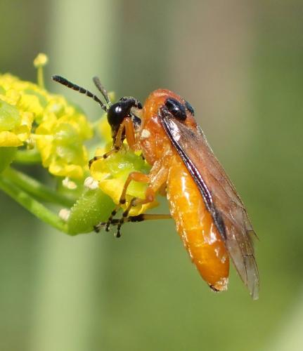 Réf. 169 624 : Athalia rosae