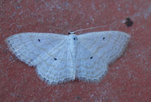 Réf. 169 739 : Scopula immutata