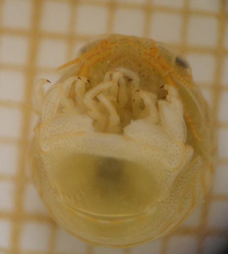 Réf. 169 959 : Sphaeroma serratum