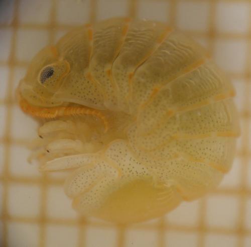 Réf. 169 922 : Sphaeroma serratum