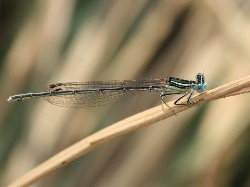 Platycnemis subdilatata