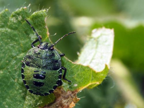 Réf. 169 935 : Palomena sp.