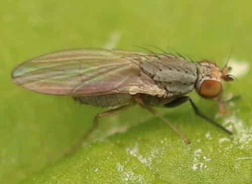 Réf. 169 955 : Trixoscelis sp.