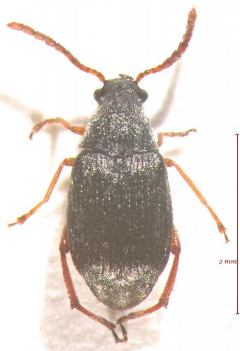 Paleoacanthoscelides gilvus