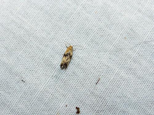 Eupoecilia sp.