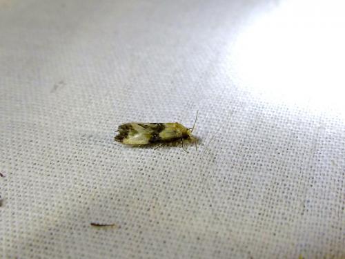 Eupoecilia sp.
