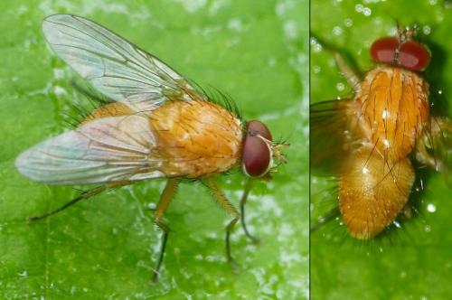 Réf. 169 744 : Phaonia pallida