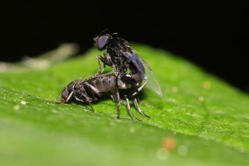 Réf. 169 259 : Phora sp.
