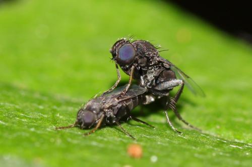 Réf. 169 260 : Phora sp.