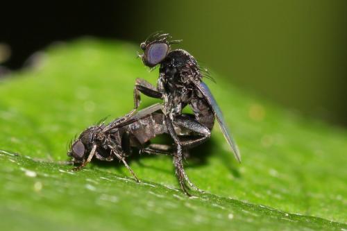 Réf. 169 261 : Phora sp.