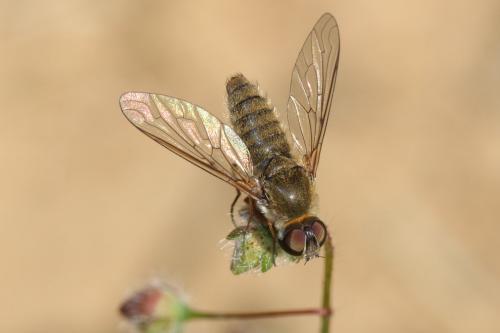 Réf. 169 715 : Petrorossia sp.