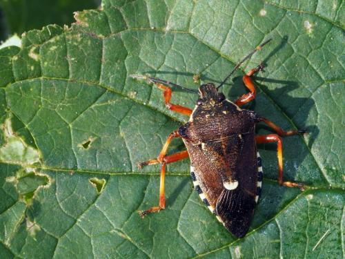 Pinthaeus sanguinipes