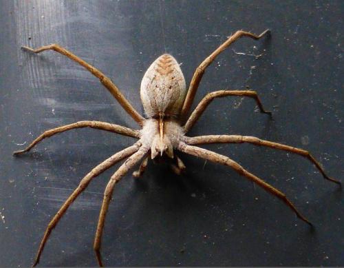 Pisaura mirabilis