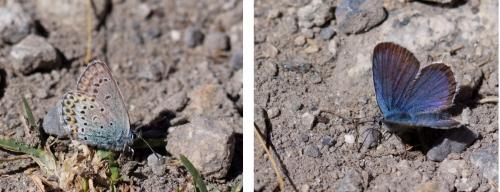 Réf. 169 328 : Plebejus idas