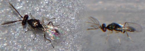 Pnigalio agraules