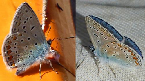 Polyommatus icarus