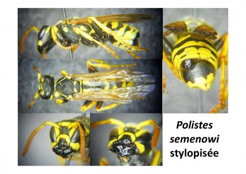 Polistes semenowi