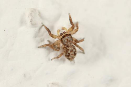 Pseudeuophrys vafra