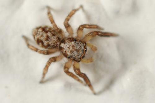 Réf. 169 592 : Pseudeuophrys vafra