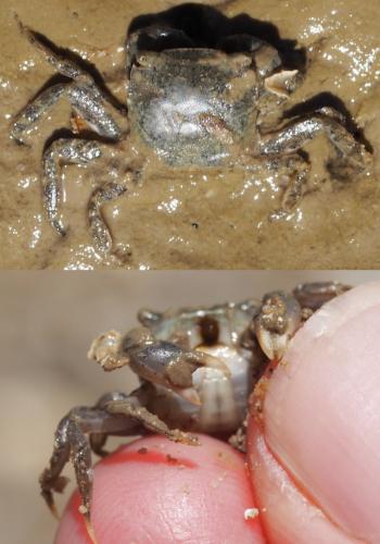 Réf. 169 389 : Hemigrapsus takanoi