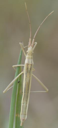 Réf. 169 232 : Chorosoma schillingii