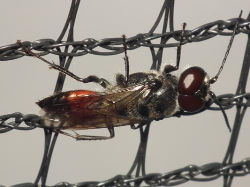 Astata sp.
