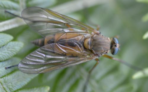 Réf. 169 996 : Rhagio tringarius