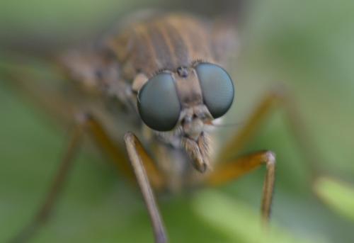 Rhagio tringarius