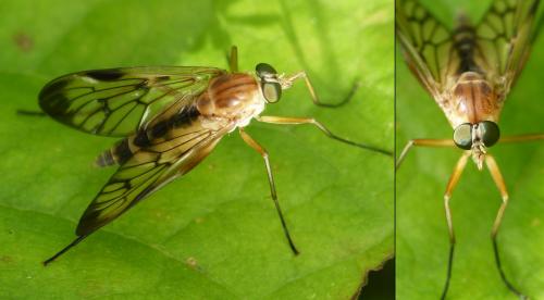Rhagio strigosus