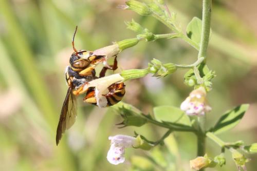 Réf. 169 855 : Rhodanthidium sp.