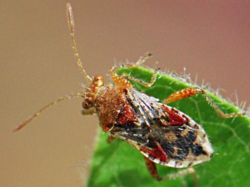 Rhopalus subrufus