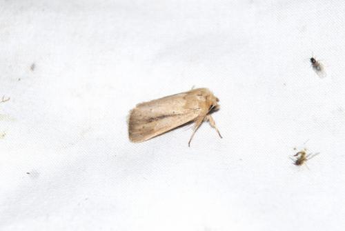 Réf. 169 895 : Sesamia nonagrioides