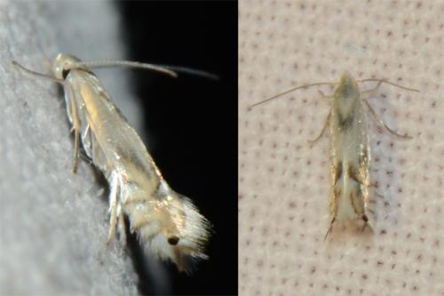 Phyllocnistis unipunctella