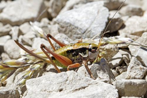 Réf. 169 374 : Anonconotus occidentalis