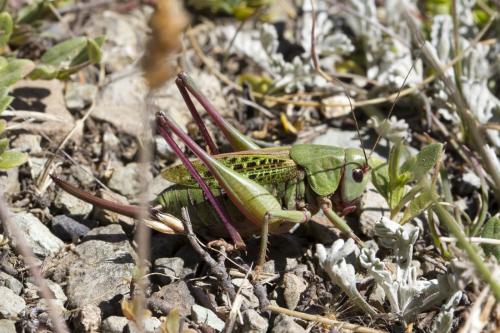 Réf. 169 345 : Decticus verrucivorus verrucivorus