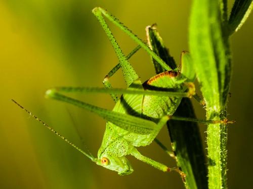 Réf. 169 980 : Phaneroptera sp.