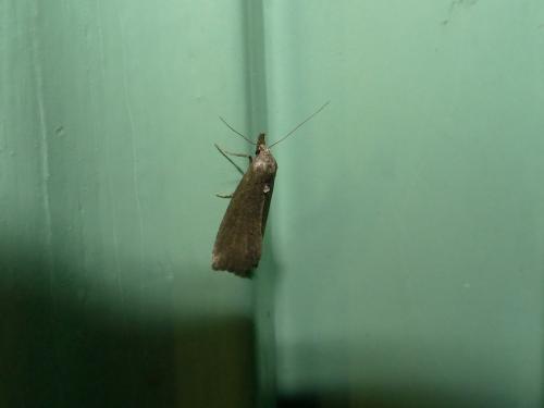 Schrankia costaestrigalis