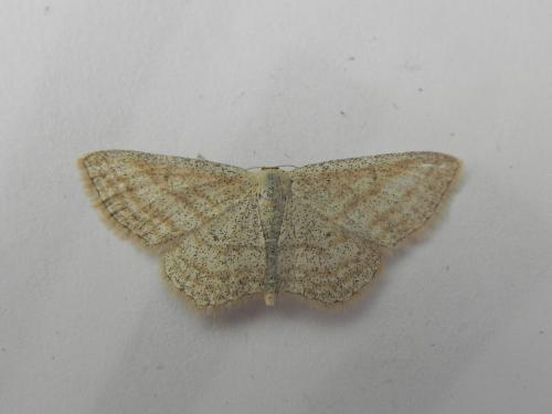 Réf. 169 245 : Scopula virgulata