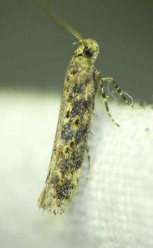 Réf. 169 188 : Scrobipalpa ocellatella