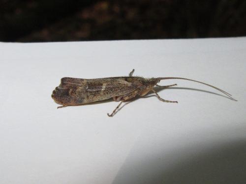 Glyphotaelius pellucidus