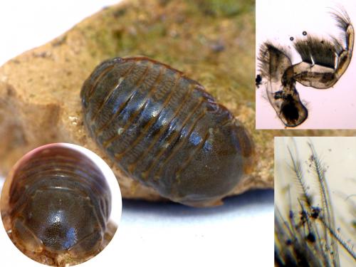 Sphaeroma serratum