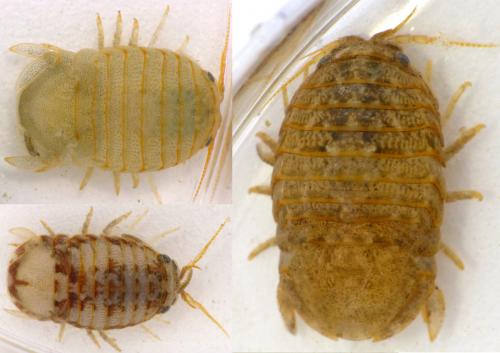 Sphaeroma serratum