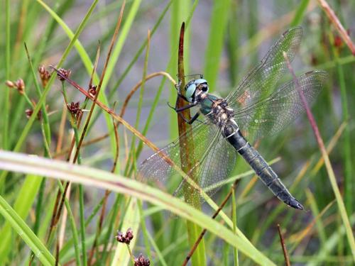 Réf. 169 396 : Somatochlora alpestris