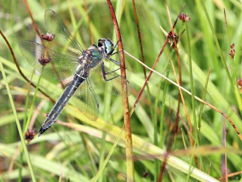 Somatochlora alpestris