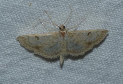 Anania perlucidalis