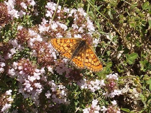 Réf. 169 661 : Euphydryas aurinia