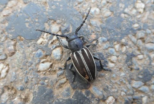 Réf. 169 877 : Iberodorcadion fuliginator