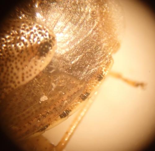 Stagonomus bipunctatus