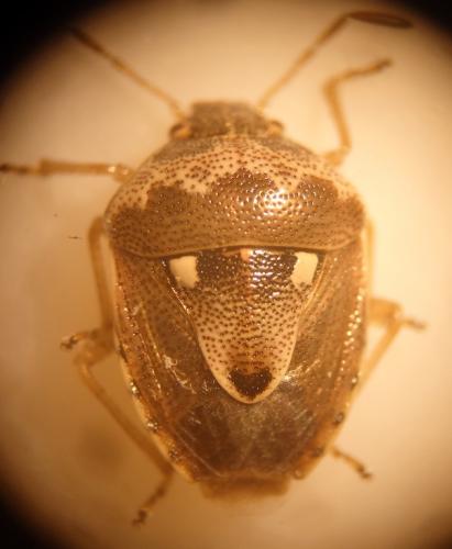 Stagonomus bipunctatus