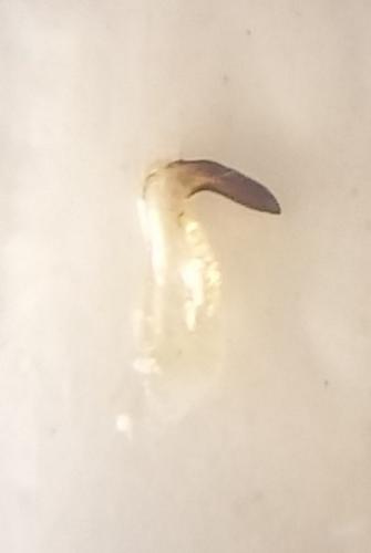 Réf. 169 446 : Stictopleurus subtomentosus